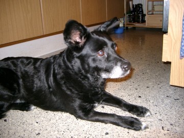 Unser erster Hund - Melli - BH -  1994 - 2004