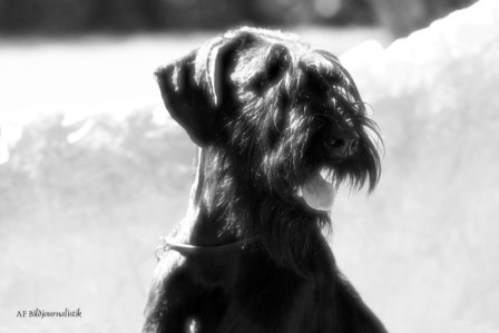 Akari - Noblesse vom schwarzen Opal, RSs, geboren 03. November 2009